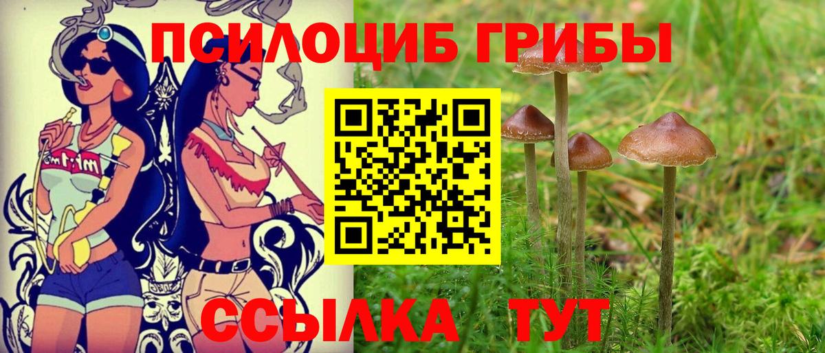 Галлюциногенные грибы Psilocybine cubensis Горно-Алтайск